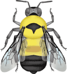 Rusty-patched bumble bee (Bombus affinis) illustration