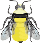 White-shouldered bumble bee (Bombus appositus) illustration