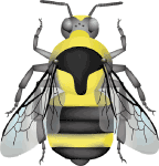 Two-form bumble bee (Bombus bifarius) illustration