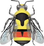 Two-form bumble bee (Bombus bifarius) illustration 2