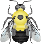 Two-spotted bumble bee (Bombus bimaculatus) illustration