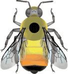 Yellow head bumble bee (Bombus flavifrons) illustration