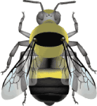 Yellow head bumble bee (Bombus flavifrons) illustration 2