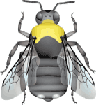 Franklin's bumble bee (Bombus franklini) illustration