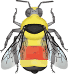 Hunt's bumble bee (Bombus huntii) illustration