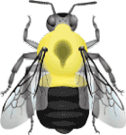 Common eastern bumble bee (Bombus impatiens) illustration