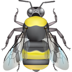 McKay's Western Bumble Bee (Bombus mckayi) illustration