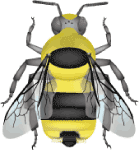 Black-tailed bumble bee (Bombus melanopygus) illustration 2