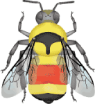 Tri-colored bumble bee (Bombus ternarius) illustration