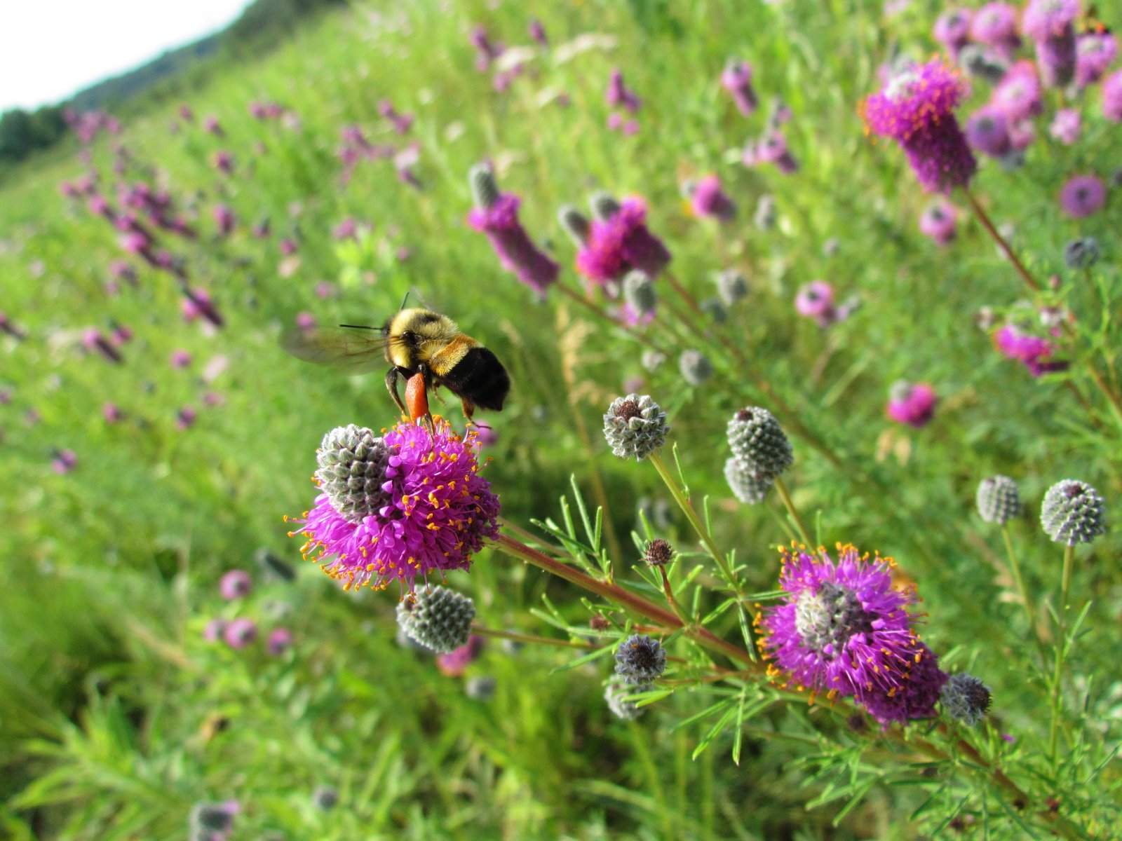 Rusty-patched bumble bee (Bombus affinis) photo