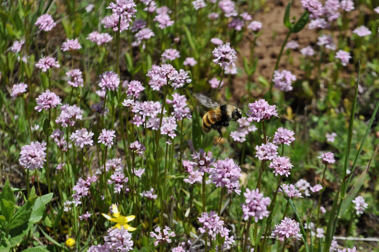 White-shouldered bumble bee (Bombus appositus) photo