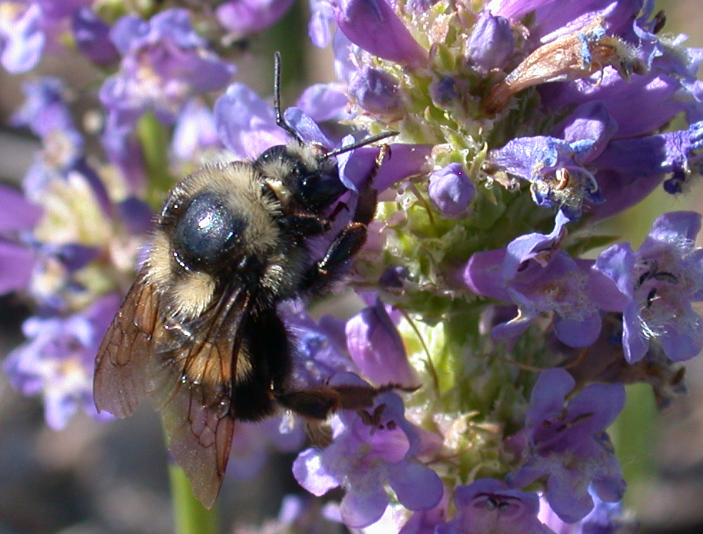 Two-form bumble bee (Bombus bifarius) photo