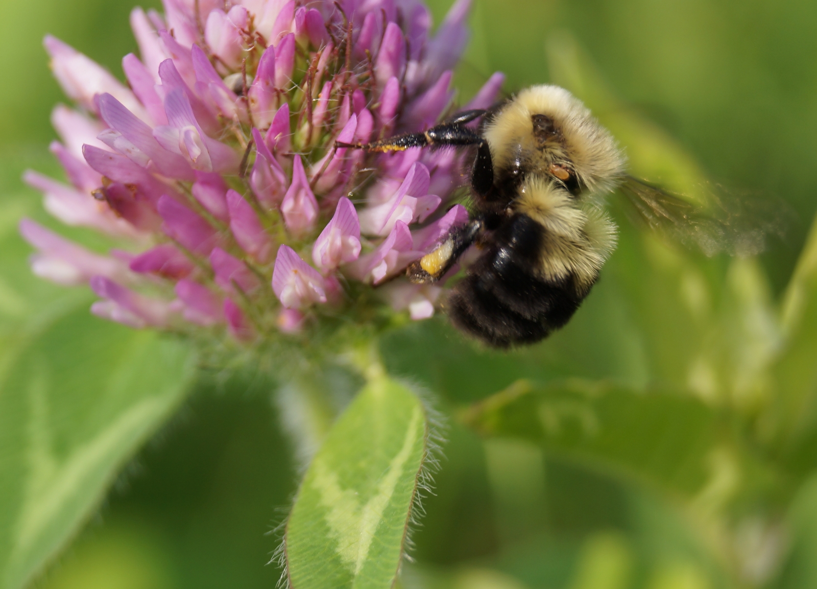 Two-spotted bumble bee (Bombus bimaculatus) photo