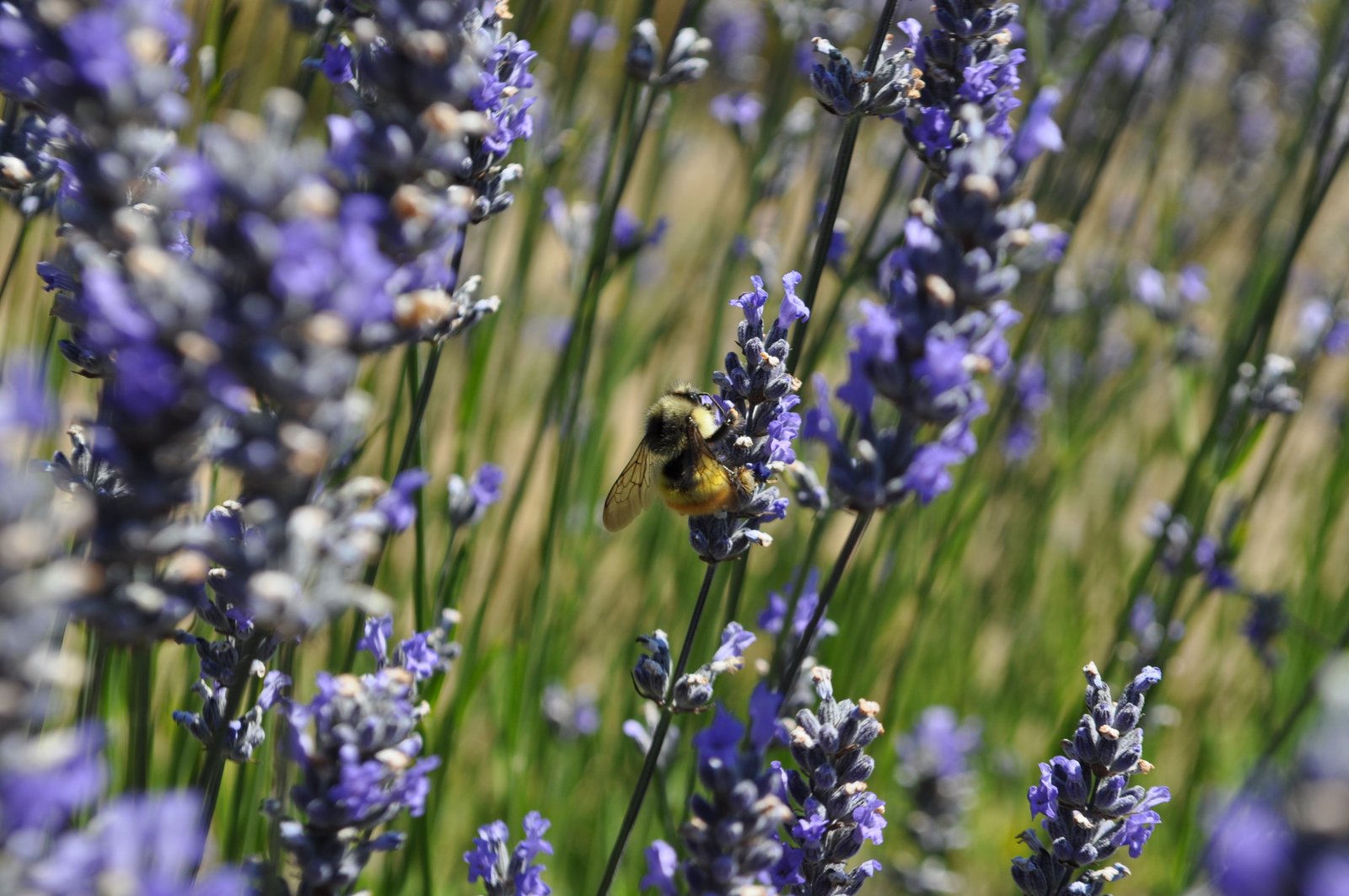 Yellow head bumble bee (Bombus flavifrons) photo