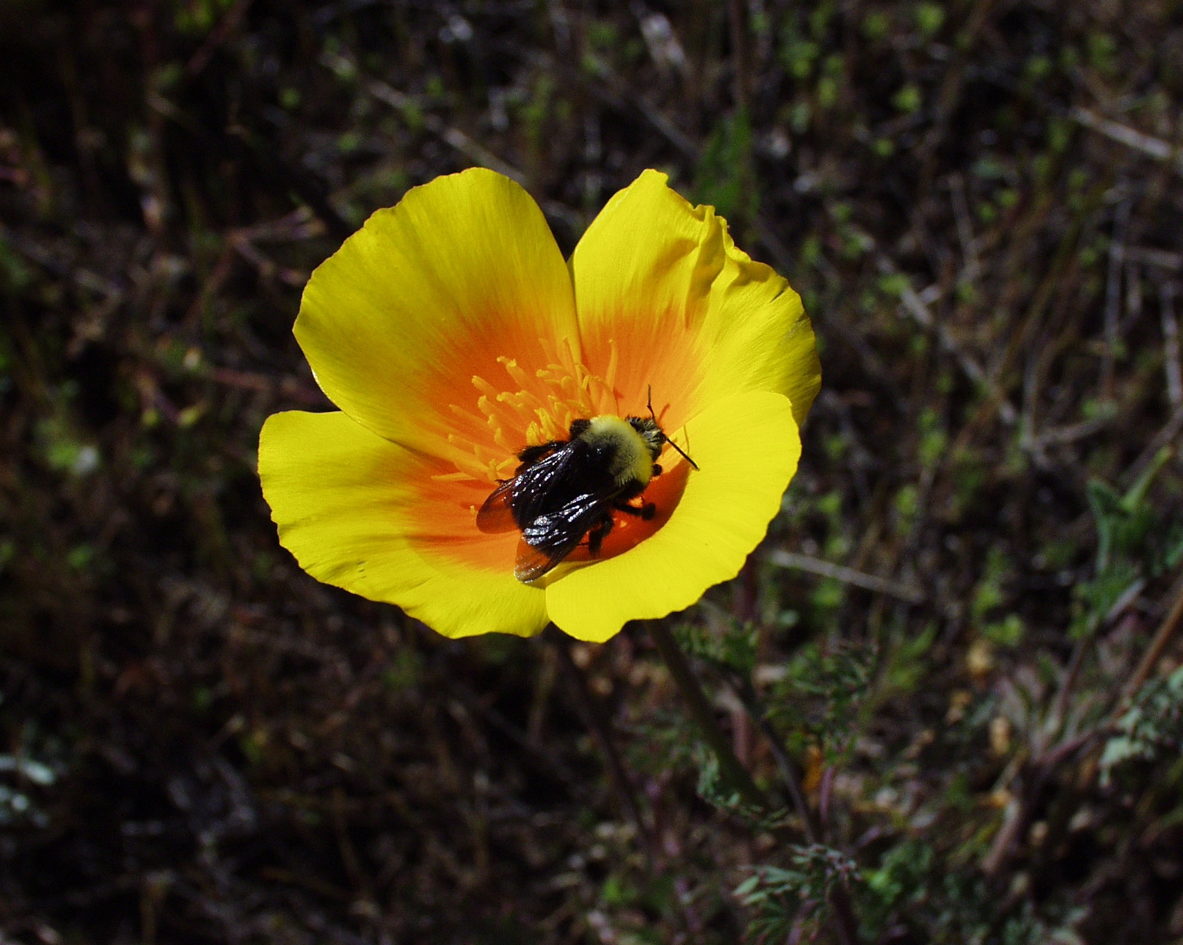 Franklin's bumble bee (Bombus franklini) photo