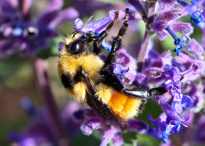 Hunt's bumble bee (Bombus huntii) photo