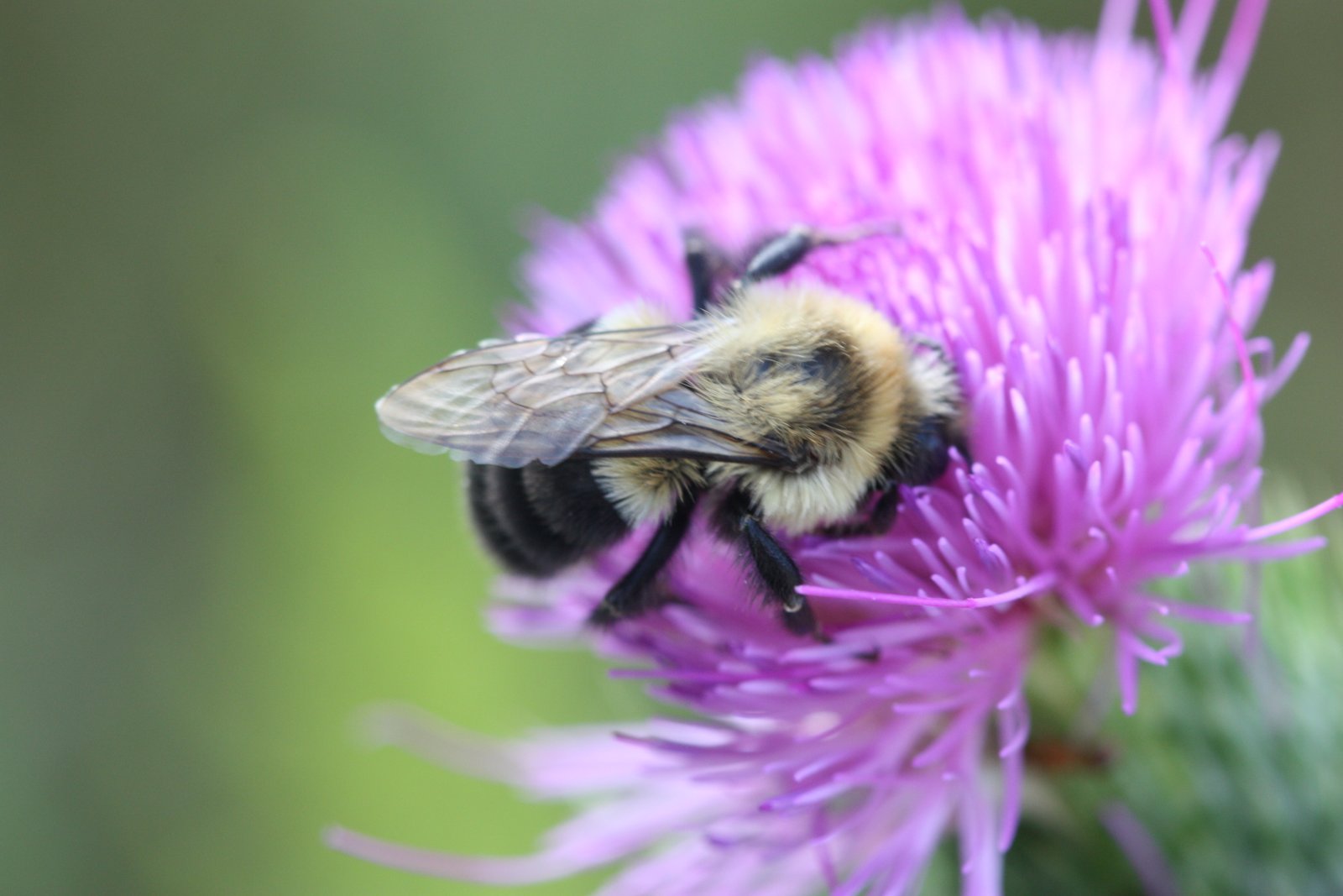 Common eastern bumble bee (Bombus impatiens) photo