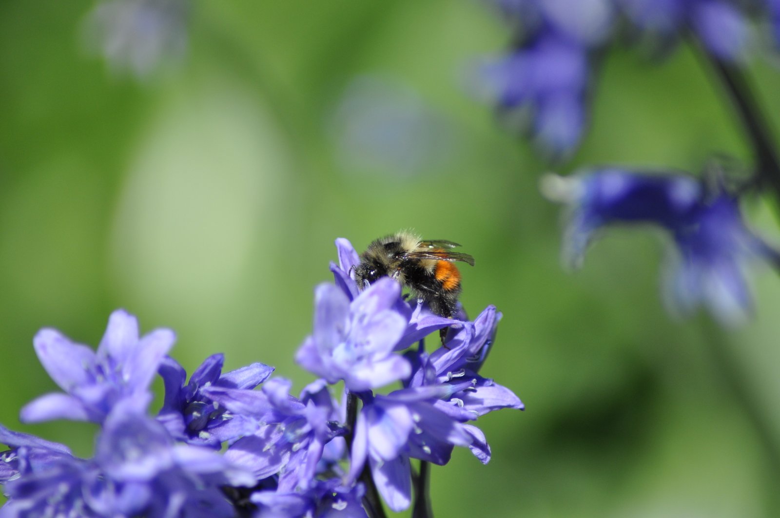 Black-tailed bumble bee (Bombus melanopygus) photo