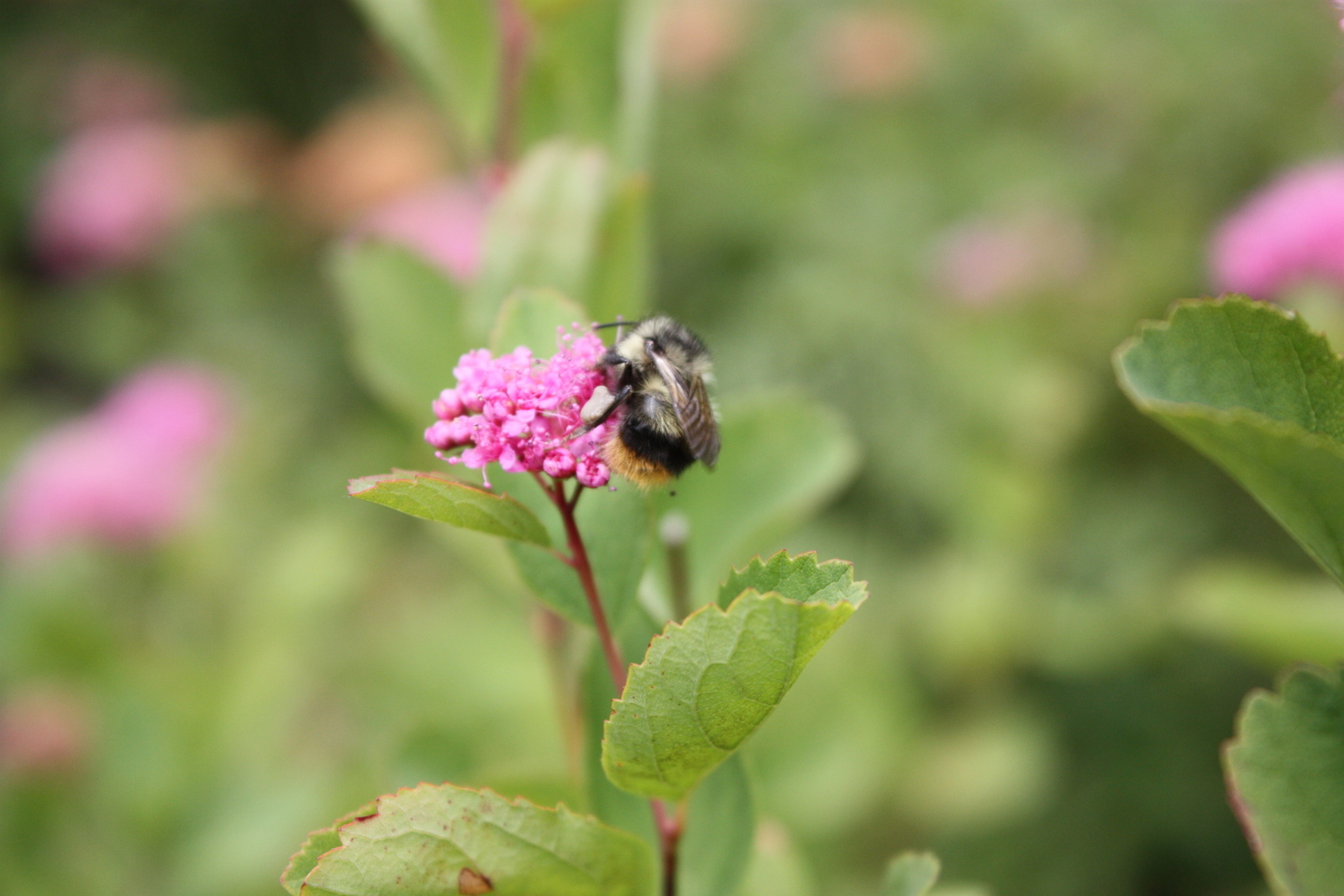 Fuzzy-horned bumble bee (Bombus mixtus) photo