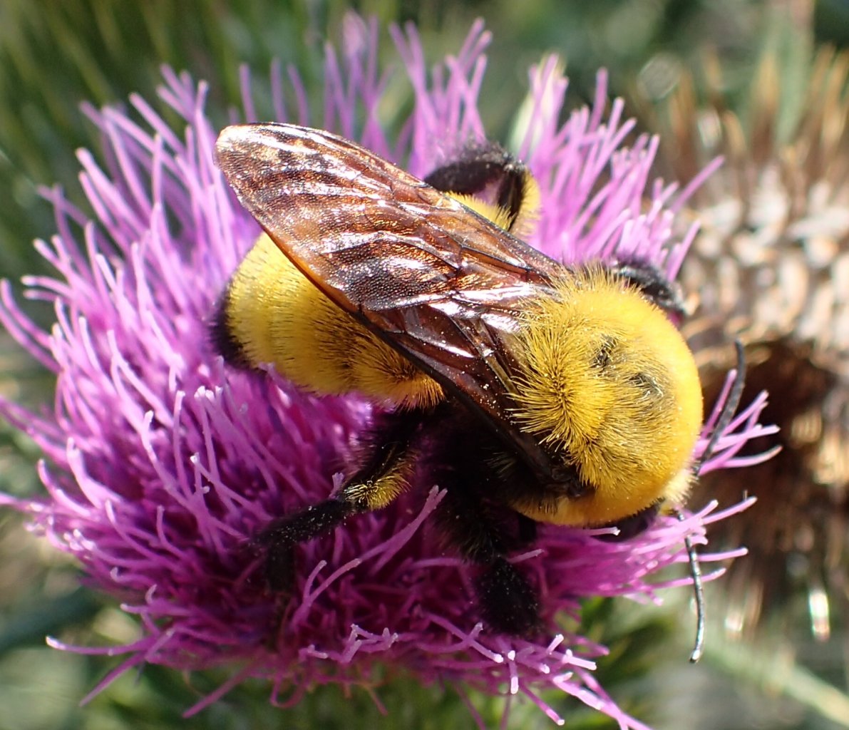 Morrison bumble bee (Bombus morrisoni) - Bumble Bee Watch