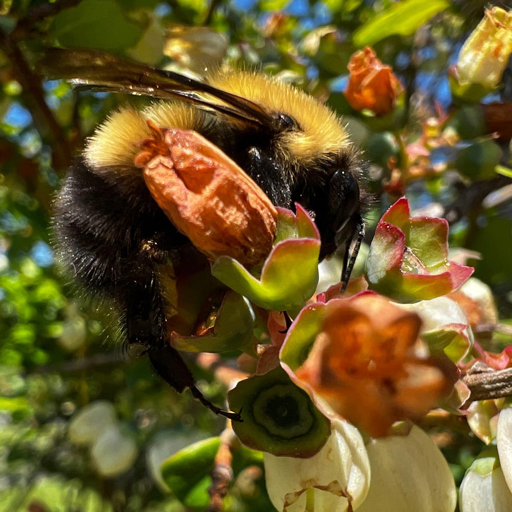 Confusing bumble bee (Bombus perplexus) photo