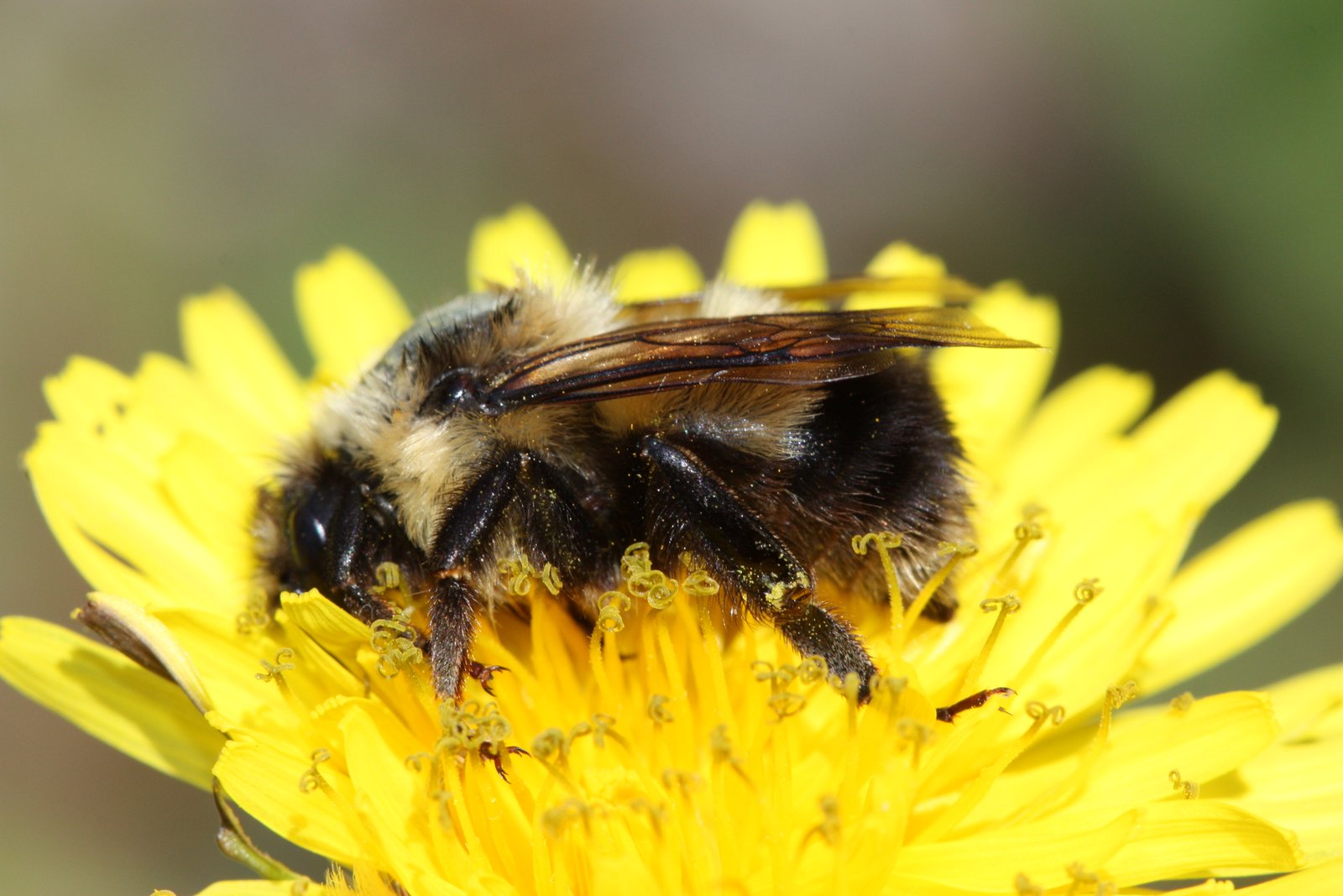 Sanderson bumble bee (Bombus sandersoni) photo