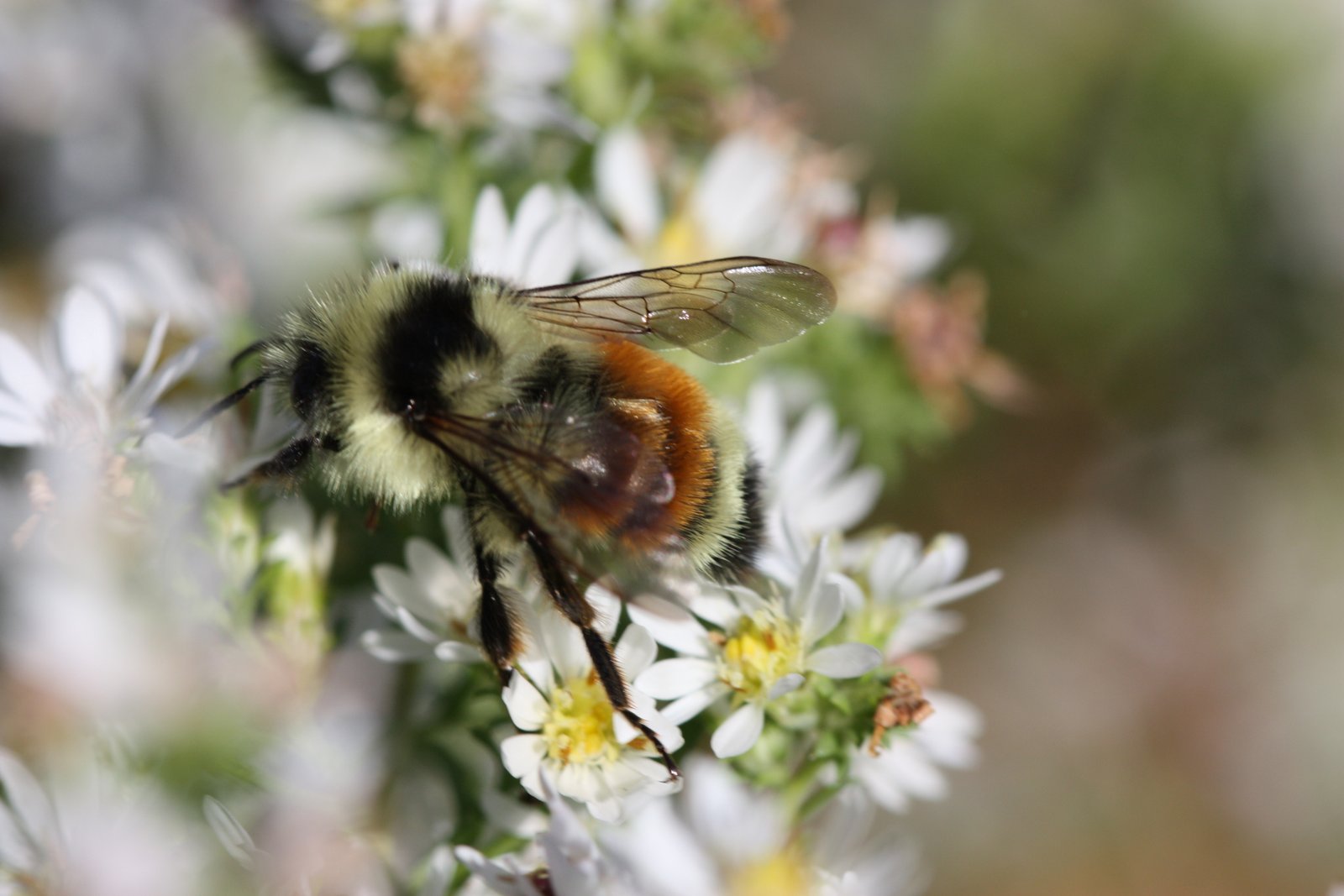 Tri-colored bumble bee (Bombus ternarius) photo