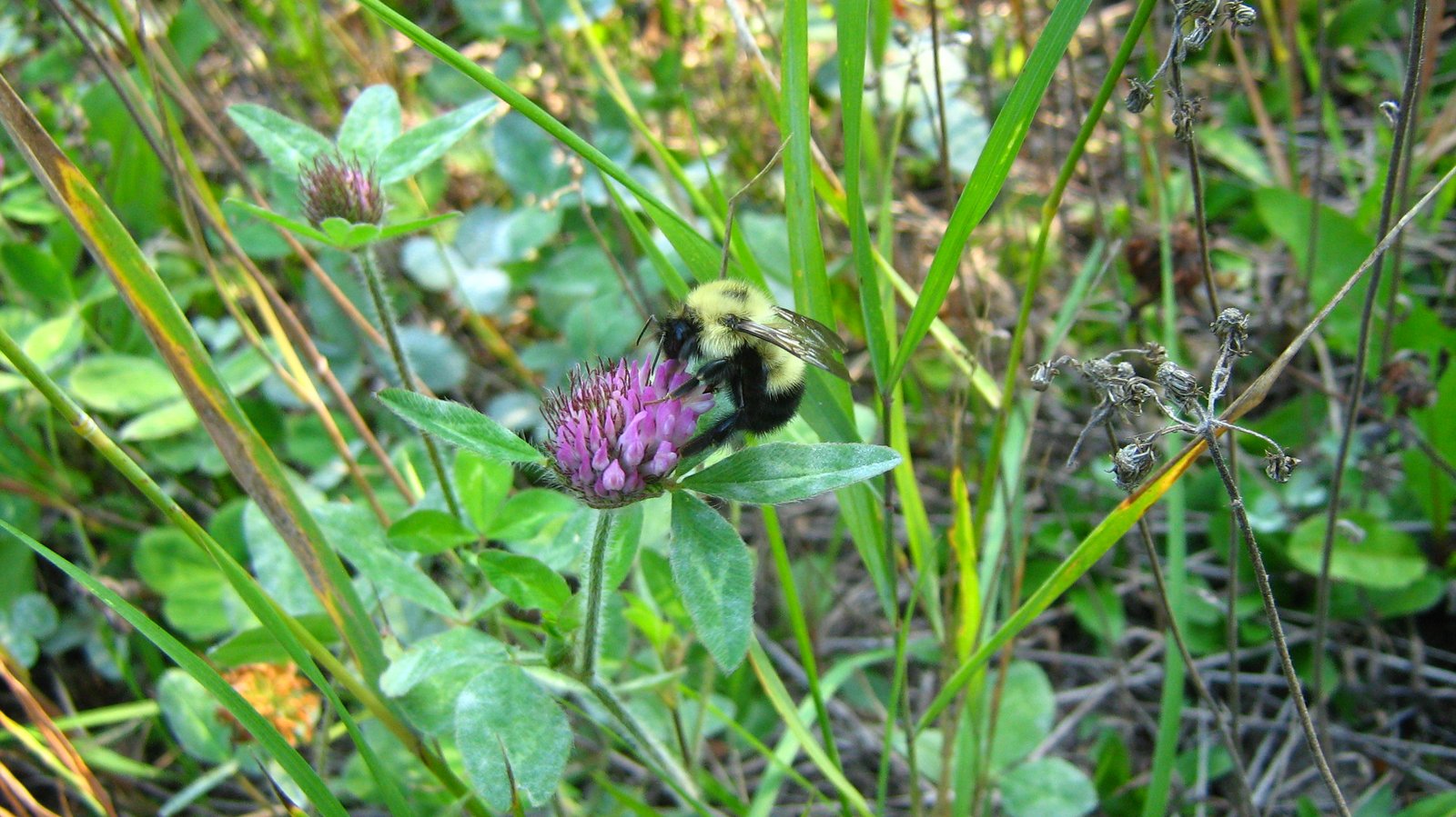 Half-black bumble bee (Bombus vagans) - Bumble Bee Watch